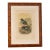 1893 English Framed Lithograph of the Pitta Iris by William Matthew Hart For Sale