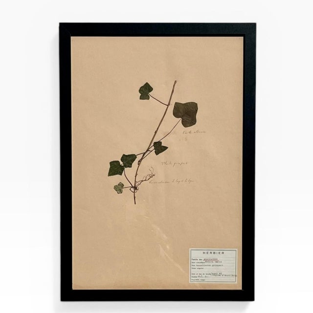 Black 1965 French Herbarium Botanical Specimens – Set of 8 Custom Framed Pressed Botanicals For Sale - Image 8 of 18