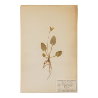 Antique Swedish Herbarium - Cowslip, Circa 1907 For Sale