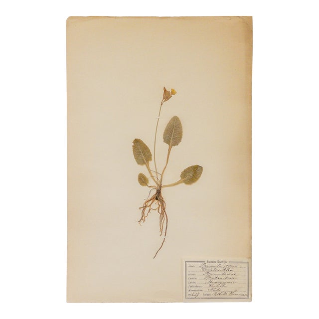 Antique Swedish Herbarium - Cowslip, Circa 1907 For Sale
