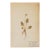 Antique Swedish Herbarium - Cowslip, Circa 1907 For Sale