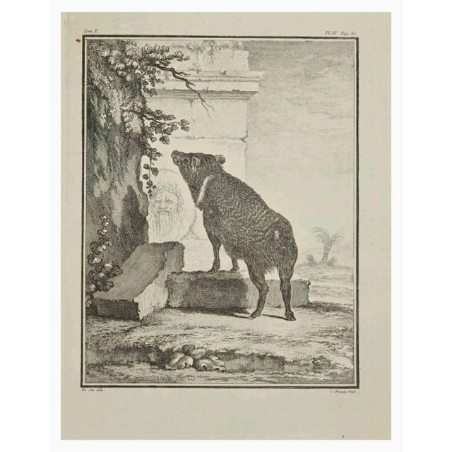 The Boar is an etching realized by Jean Charles Baquoy in 1771. It belongs to the suite "Histoire Naturelle de Buffon"....