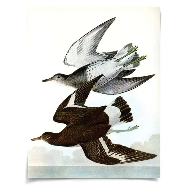 Contemporary Audubon 21, Unframed Artwork For Sale - Image 3 of 3