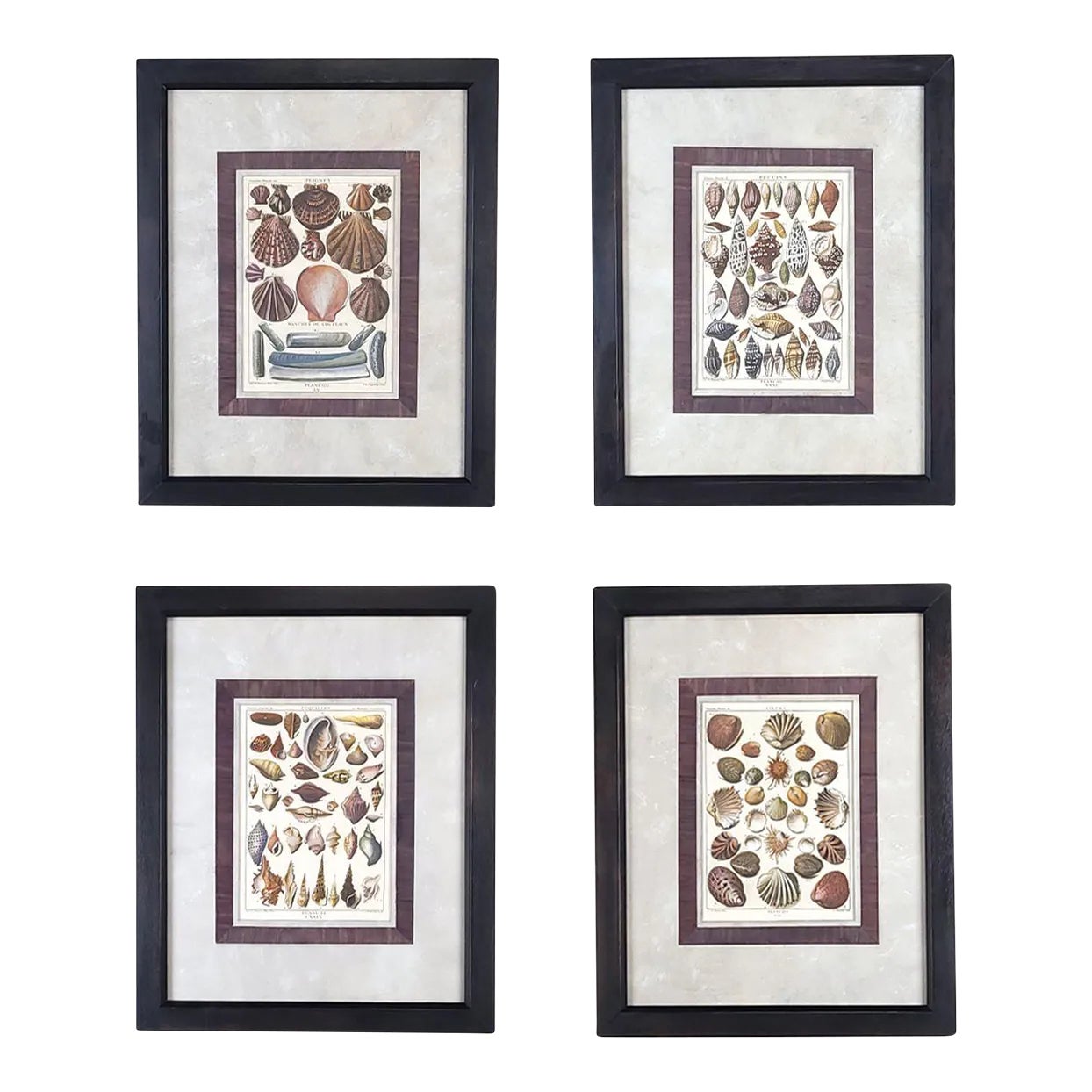 Set of Four 18th-Century Hand-Colored Shell Engravings | Chairish