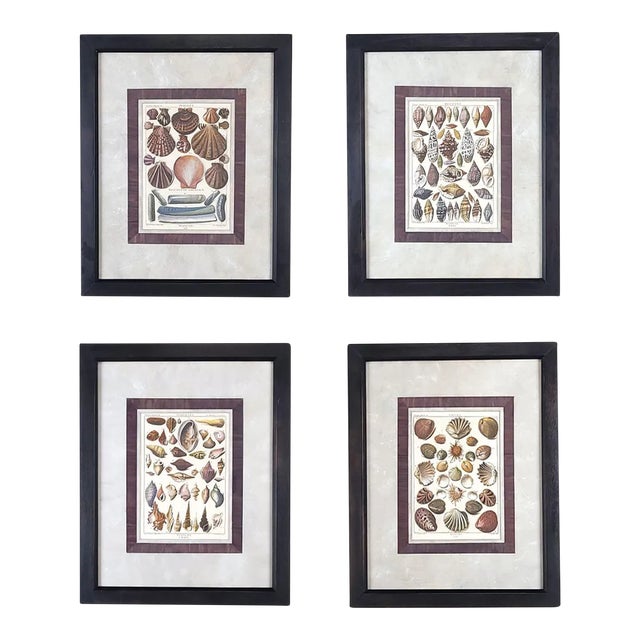 Set of Four 18th-Century Hand-Colored Shell Engravings For Sale