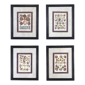 Set of Four 18th-Century Hand-Colored Shell Engravings