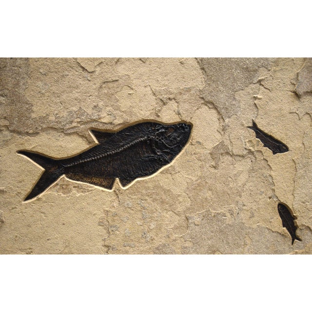 15th Century & Earlier 50 Million Year Old Fossil Fish Mural For Sale - Image 5 of 5