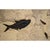 15th Century & Earlier 50 Million Year Old Fossil Fish Mural For Sale - Image 5 of 5