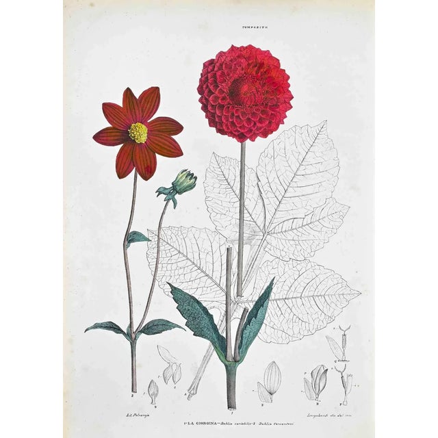 Vincenzo Tenore, The Georgian, Lithograph, 1870s For Sale