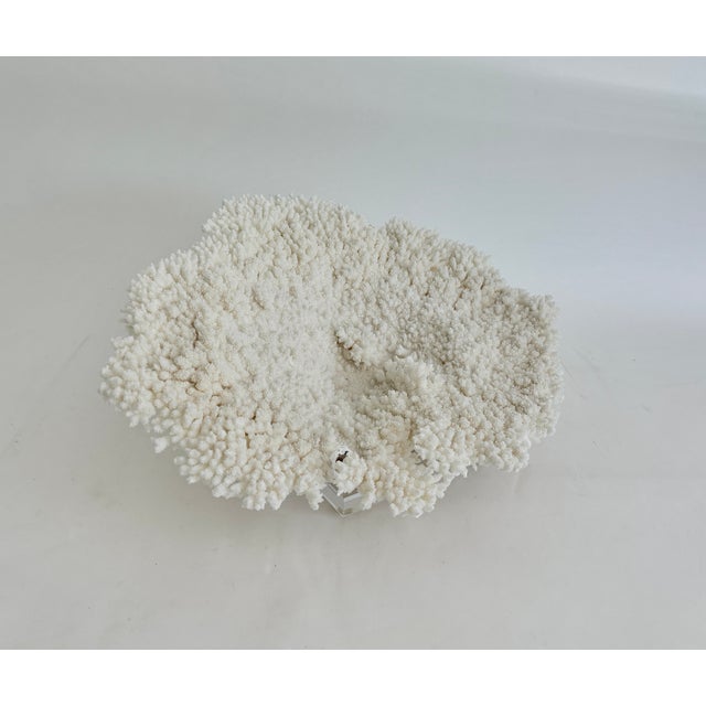 This large natural bright white Table coral has a cut and polished base and mounted on a 6" x 6" x 1" block of acrylic to...