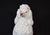 Vintage Regency White Glazed Ceramic Sitting Poodle, Italy 1960's For Sale - Image 9 of 17
