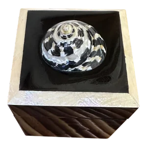 Vintage Gumps Black Penshell Box With Spiral Magpie Seashell