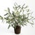 100% realistic a perfect copy of an olive tree. This dropin is a nomaintenance work of art. Complete with a grower, s pot,...