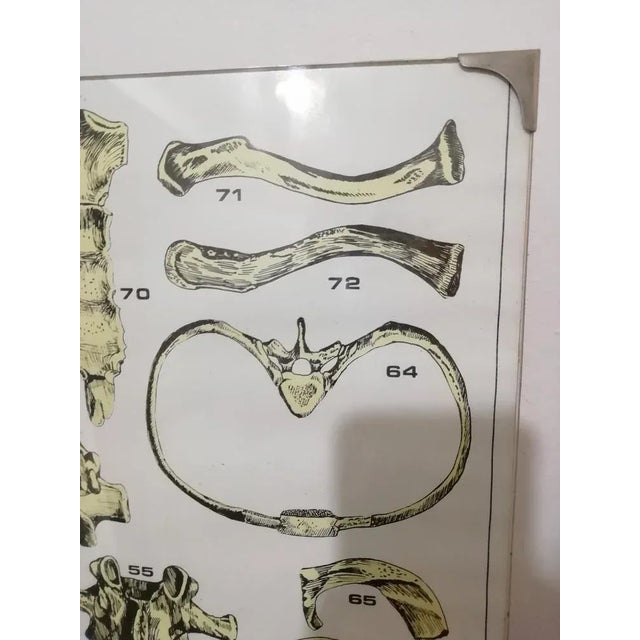 Vintage Skeleton Prints, 1960s, Set of 3 For Sale - Image 10 of 13