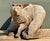 Vintage Hand Carved Fox on Stump For Sale - Image 9 of 12