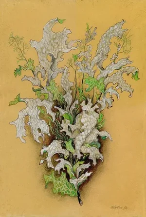 Naturalist Original Drawing, "Lungwort Lichen" by Kathleen Ney