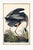 Great Blue Heron by John James Audubon, vintage bird art print reproduced from Birds of America (1827), available as a 20"...