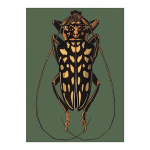 Bugs by Seguy #15