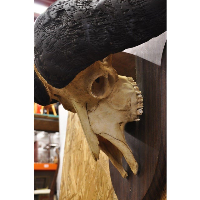 Brown Vintage African Cape Buffalo Skull European Mount on Wooden Plaque Taxidermy For Sale - Image 8 of 12