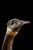 1980s Bronze Canada Goose Sculpture “Nature’s Delight” by James E. Hoker For Sale - Image 4 of 10