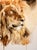Lion by Michele Bajona | Watercolor on paper of a lion's head and mane. For Sale