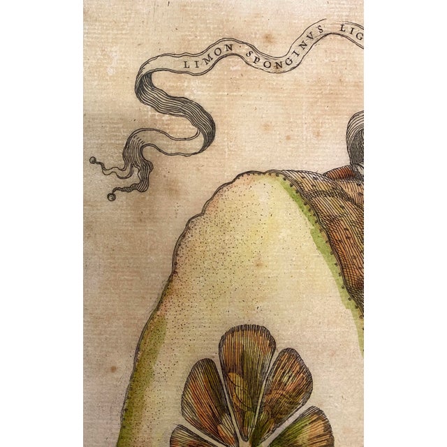 Giovanni Battista Ferrari Hesperides 1646 Botanical Citrus Engraving – “Limon Sponginus Liguria Verrucosus” Rare Scientific Fruit Study Print For Sale - Image 4 of 8