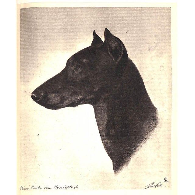 Paper "Portraits of Dogs" 1931 Cobb, Bert For Sale - Image 7 of 12