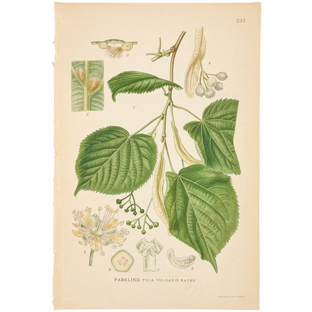 Printmaking Materials Set of 6 Antique Swedish Botanical Prints | Green Foliage Studies c.1902, Chromolithographs For Sale - Image 7 of 8