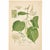 Printmaking Materials Set of 6 Antique Swedish Botanical Prints | Green Foliage Studies c.1902, Chromolithographs For Sale - Image 7 of 8