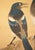 Early 20th Century C. 1900-1920s Imai Kōshi "Magpies on a Pine Tree", Japanese Silk Scroll Painting For Sale - Image 5 of 18