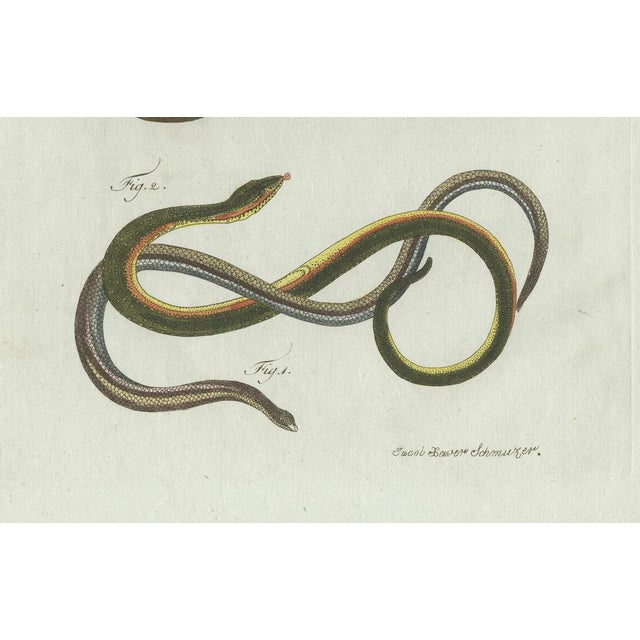 Bertuch, Four Slow Worms and Legless Lizards, 1802, Engraving For Sale - Image 3 of 10
