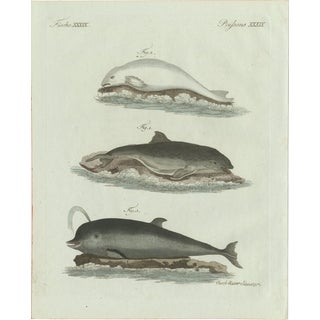 Bertuch, Three Dolphins and Porpoises, 1802, Engraving For Sale