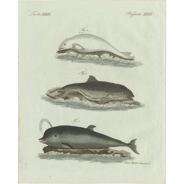 Bertuch, Three Dolphins and Porpoises, 1802, Engraving For Sale