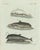 Bertuch, Three Dolphins and Porpoises, 1802, Engraving For Sale