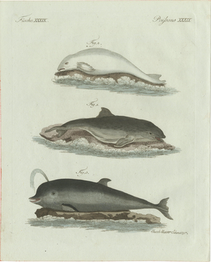 Bertuch, Three Dolphins and Porpoises, 1802, Engraving