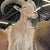 A striking vintage taxidermy (likely Aoudad/Barbary Sheep) shoulder mount featuring impressive curved horns, natural hide,...