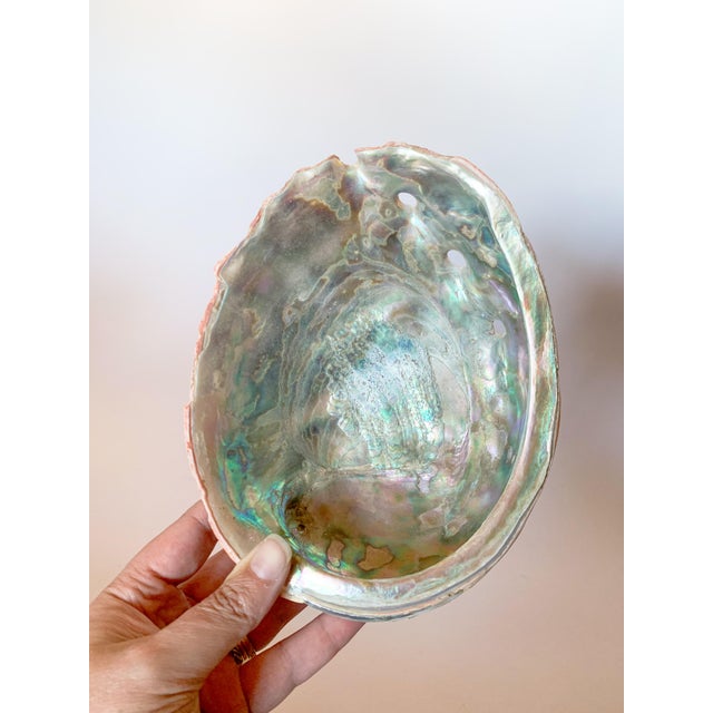 Mid Century Abalone Shell For Sale - Image 4 of 8
