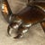 Vintage Metal Scorpion Shaped Coffee Table, 1970 For Sale - Image 6 of 18