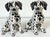 Pair of Italian Hollywood Regency Hand-Painted Pottery Dalmatian Puppies, Signed Italy, mid-20th century A charming pair...