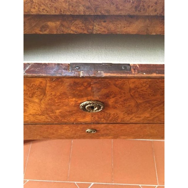 Late 18th Century Regency Elmwood Root Chest of Drawers, Italy, 1790 For Sale - Image 6 of 18