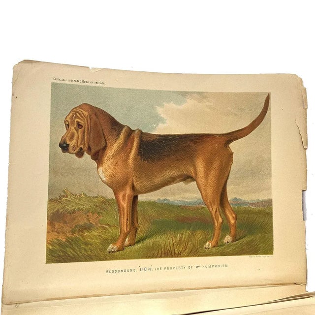 Rare Book Thomas G. Gentry Nests and Eggs of Birds of the United States For Sale - Image 16 of 16