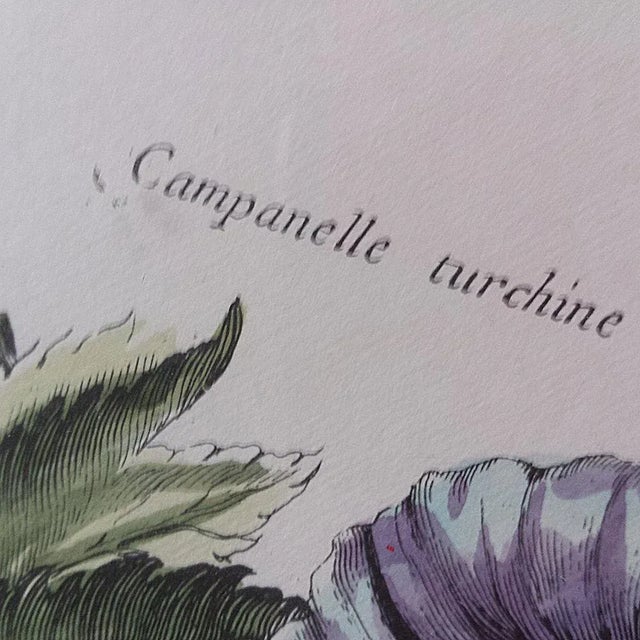 Antique Italian Botanical Lithograph For Sale - Image 5 of 10