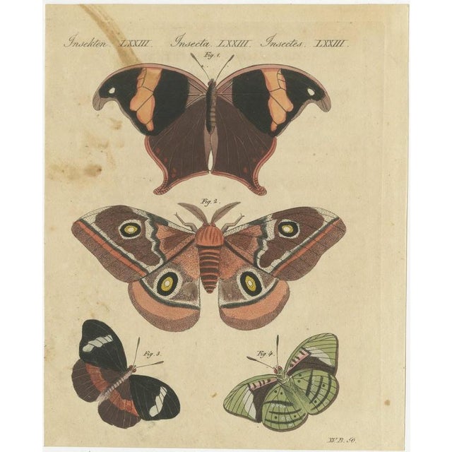 Bertuch, Exotic Butterflies and Saturniid Moth, 1815, Print For Sale - Image 3 of 12