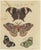Bertuch, Exotic Butterflies and Saturniid Moth, 1815, Print For Sale - Image 3 of 12