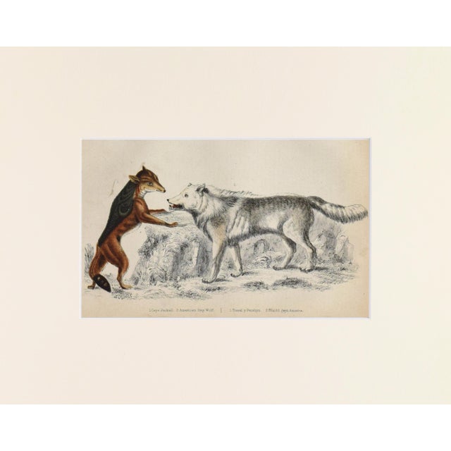 19th Century, hand colored engraving of wolves published by A. Fullarton & Co., London for "A History of the Earth and...
