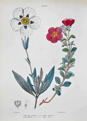 Vincenzo Tenore, The Cystineas, Lithograph, 1870s