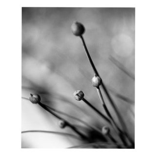 Paul Cooklin, Detail of Chive Herbs, Edition of 50 For Sale