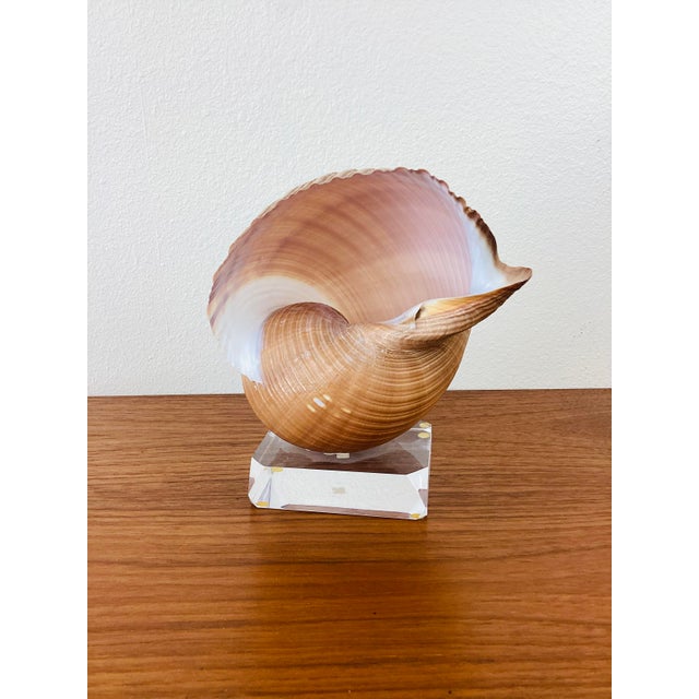 1980s Vintage Brown & White Sea Snail Sea Shell on Lucite Base For Sale - Image 5 of 6