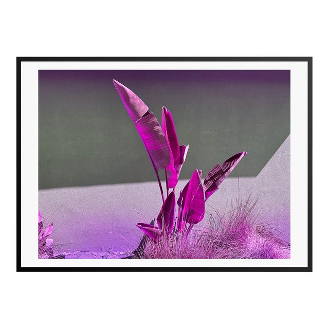 Banana Purples by Stuart Möller Framed For Sale