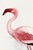 Refined natural history illustration of the Lesser Flamingo (Phoenicopterus minor), created in 1919 by C. G. Finch-Davies....